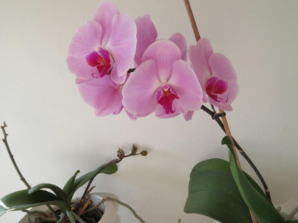 Vila Mozara Slano Ngoại thất bức ảnh